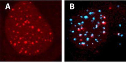 Visualization of nucleic acids in living osteosarcoma U2OS cells by fluorescence confocal microscopy.